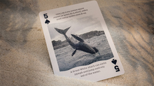 Bicycle Sharks Playing Cards by US Playing Card
